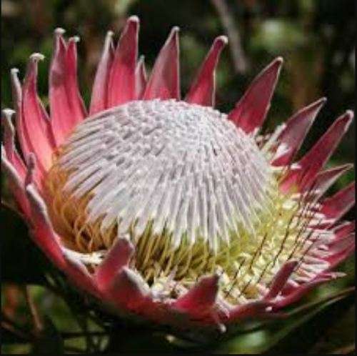 King Protea  -  10 Seeds