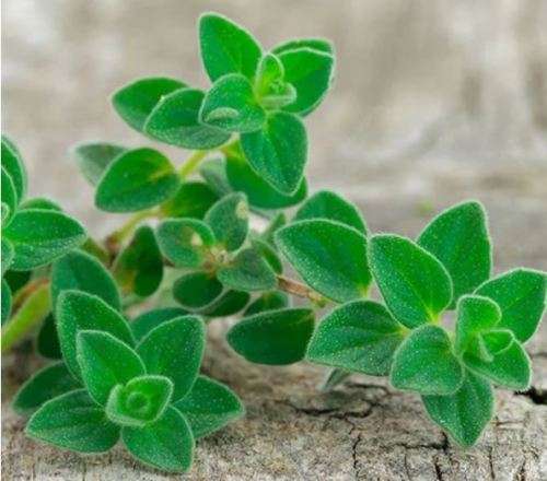 HERBS - GREEK OREGANO  -  30 SEEDS  culinary, medicinal, edible flowers