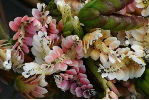 EXOTIC -  WATERBLOMMETJIE    - Aponogeton distachyos   -  15 FRESH SEEDS