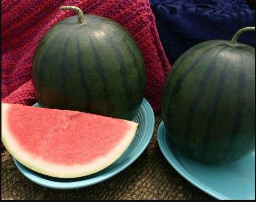 Watermelon `Sorbet` -  15 Seeds