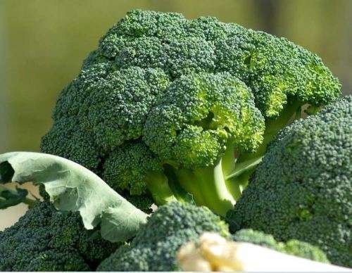 BROCCOLI ` CALABRESE` `  - 20 SEEDS
