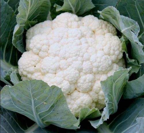 CAULIFLOWER ` Snowball `  - 15 SEEDS