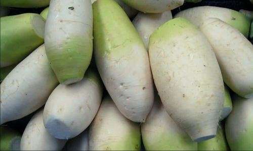 KOREAN RADISH / MOO / LOBAK - 20 SEEDS