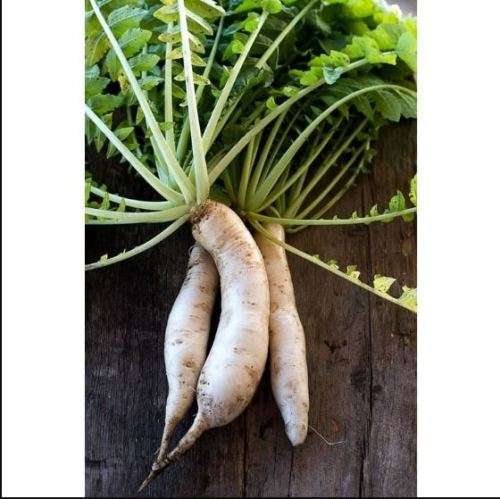 DAIKON Exotic Radish - 20 Seeds