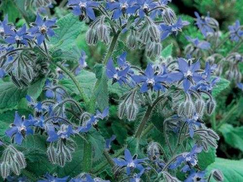 BORAGO OFFICINALIS / BORAGE  - 15 SEEDS - CULINARY & MEDICINAL HERBS - edible fower