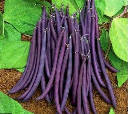 ROYALTY PURPLE POD BUSH BEAN (Phaseolus vulgaris)  - 5  Seeds