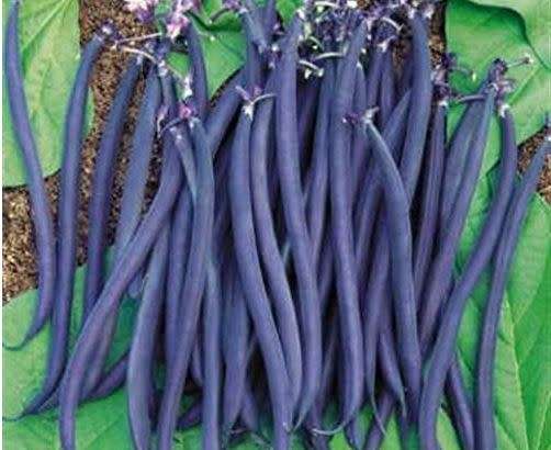 ROYALTY PURPLE POD BUSH BEAN (Phaseolus vulgaris)  - 5  Seeds