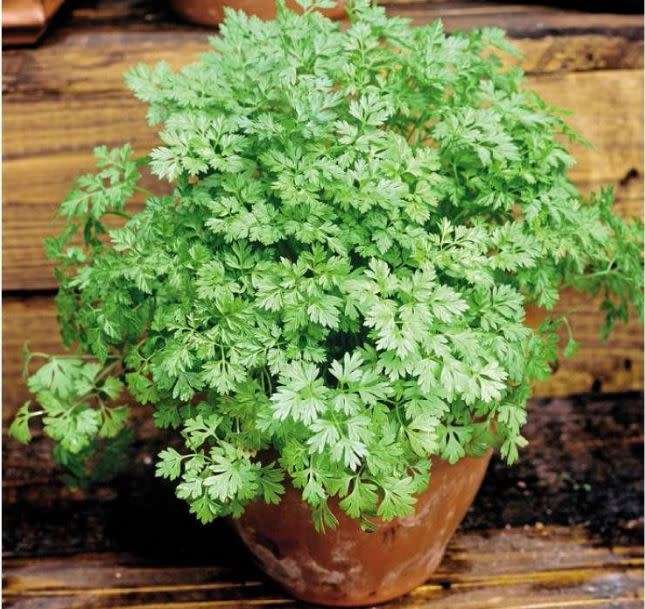 EXOTIC AROMATIC  HERBS  -  CHERVIL  `  -  30 SEEDS  culinary, medicinal, edible flowers