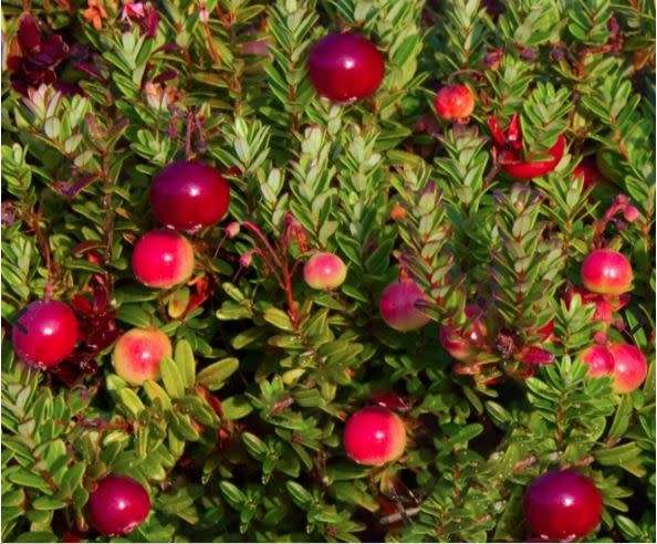 BERRIES  - CRANBERRY  `SCARLET KNIGHT`- 10 SEEDS