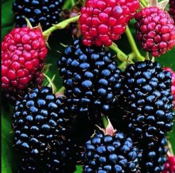 BERRIES  - BLACKBERRY ` RUBUS DARROW`  - 10 SEEDS