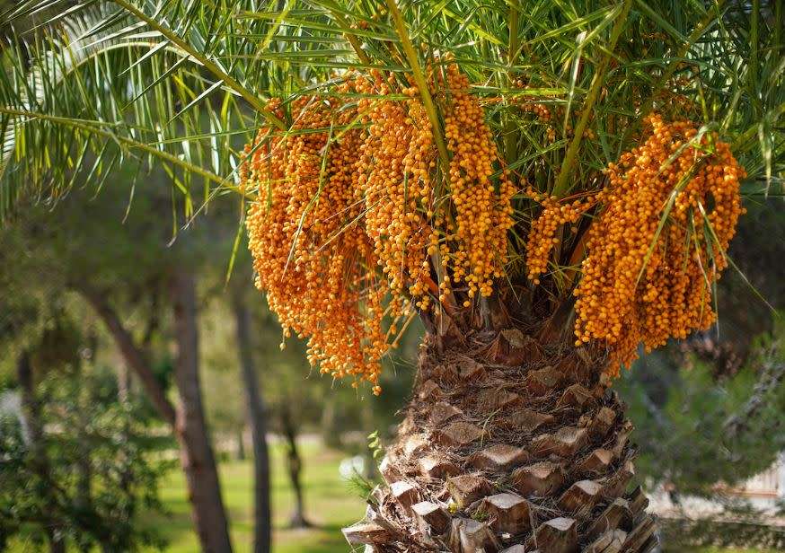 JELLY PALM / PINDO  PALM /  Butia Capitata - 5 SEEDS