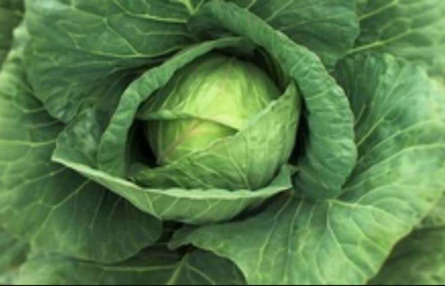 CABBAGE `  DRUM HEAD`  - 30 SEEDS