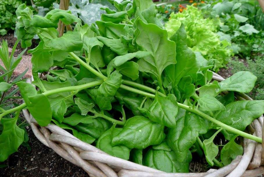 HEIRLOOM - MALABAR SPINACH / WARRIGAL GREENS  -  10 SEEDS   `Tetragonia tetragonioides`