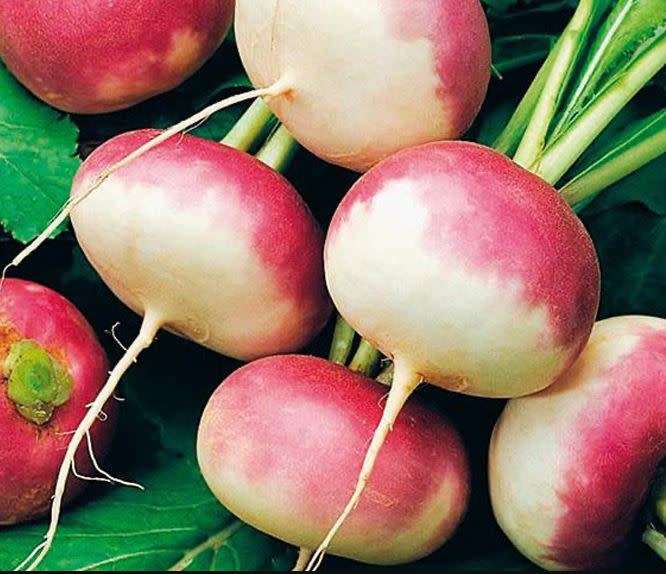 TURNIP  'Early Purple Top Globe'  Heirloom - 30 Seeds