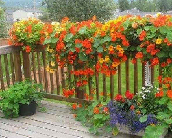 NASTURTIUM VINE - CLIMBING TALL MIX  -  5 SEEDS   `Tropaeolum majus`Edible Flowers