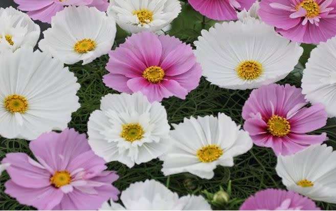 FLOWER - COSMOS  `CUPCAKES AND SAUCERS`    30 SEEDS