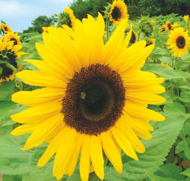 SUNFLOWER  GIRAFFE ` giganteus`  - 20 SEEDS (Very tall, Very Big Flower, Very Big seeds)