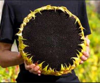 SUNFLOWER  GIRAFFE ` giganteus`  - 20 SEEDS (Very tall, Very Big Flower, Very Big seeds)
