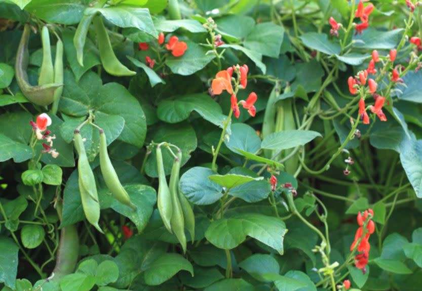 Red Kidney Bean / Rajma - 20 Seeds