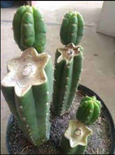 CACTUS PUP - SAN PEDRO CACTUS -  Trichocereus / Echinopsis Pachanoi  1 X PUP
