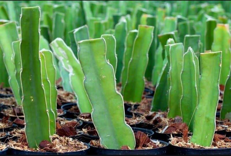 CACTUS CUTTING- DRAGON FRUIT - 1  X 10CM CUTTINGS