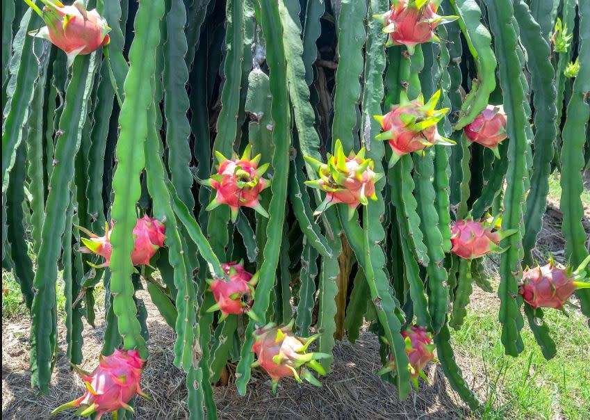 CACTUS CUTTING- DRAGON FRUIT - 1  X 10CM CUTTINGS