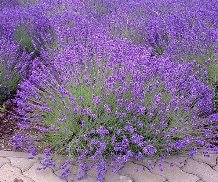 ENGLISH LAVENDER  / TRUE LAVENDER Lavandula angustifolia - 20 SEEDS