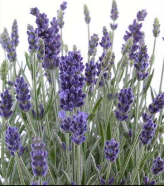 ENGLISH LAVENDER  / TRUE LAVENDER Lavandula angustifolia - 20 SEEDS