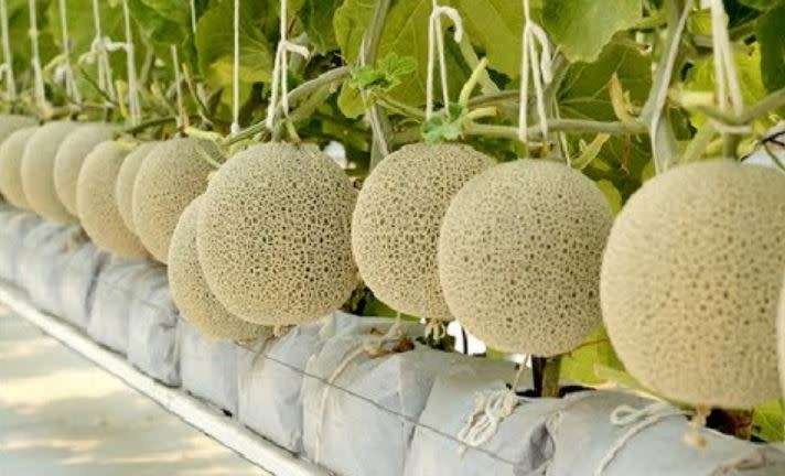 MALAYSIAN ROCK MELON /  Cucumis melo var. cantalupo    ( 30 SEEDS)