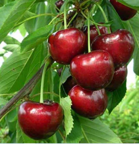 CHERRY `CARMEN`  SWEET   `Prunus Avium`  5 seeds