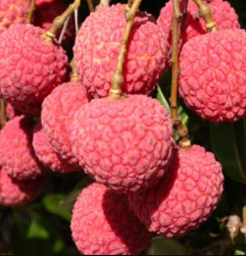 LYCHEE `WAI CHEE`   -Litchi Chinensis- 5 seeds