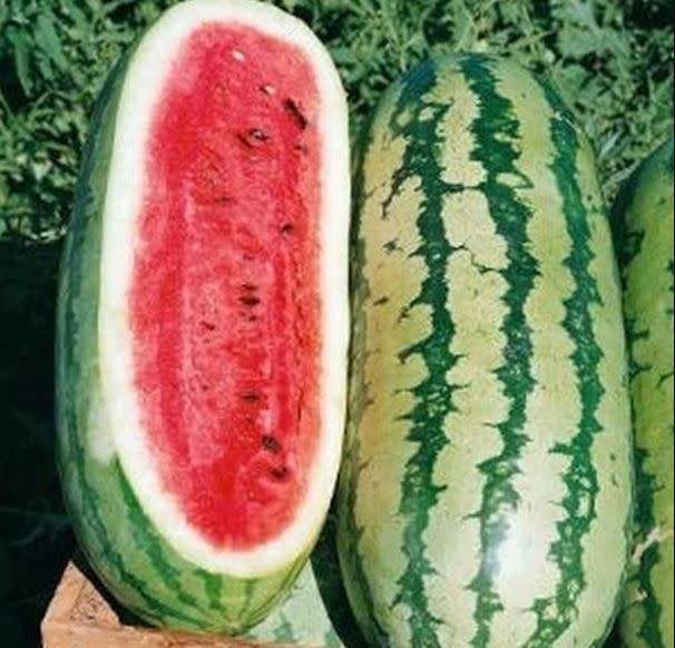 Watermelon `Georgia Rattlesnake` - 15 Seeds
