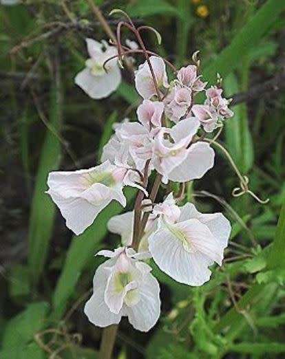 CYCSTICAPNOS VESICARIA /  KLAPPERTJIES  -   15  SEEDS  -  rare