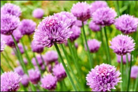 CHIVES  /  `RUSH LEEKS` -  Allium schoenoprasum  -  30 SEEDS