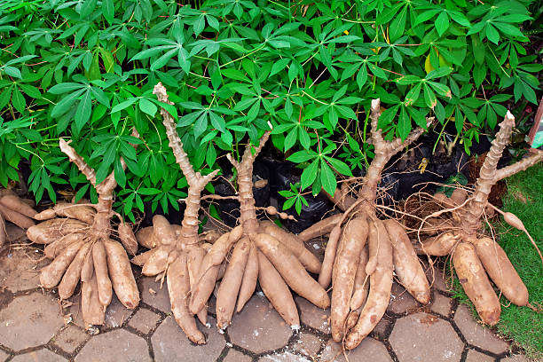 CASSAVA / TAPIOCA PLANT  - Manihot Esculenta   3 SEEDS
