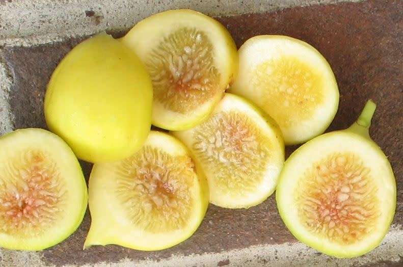 ITALIAN YELLOW HONEY FIG - 20  SEEDS