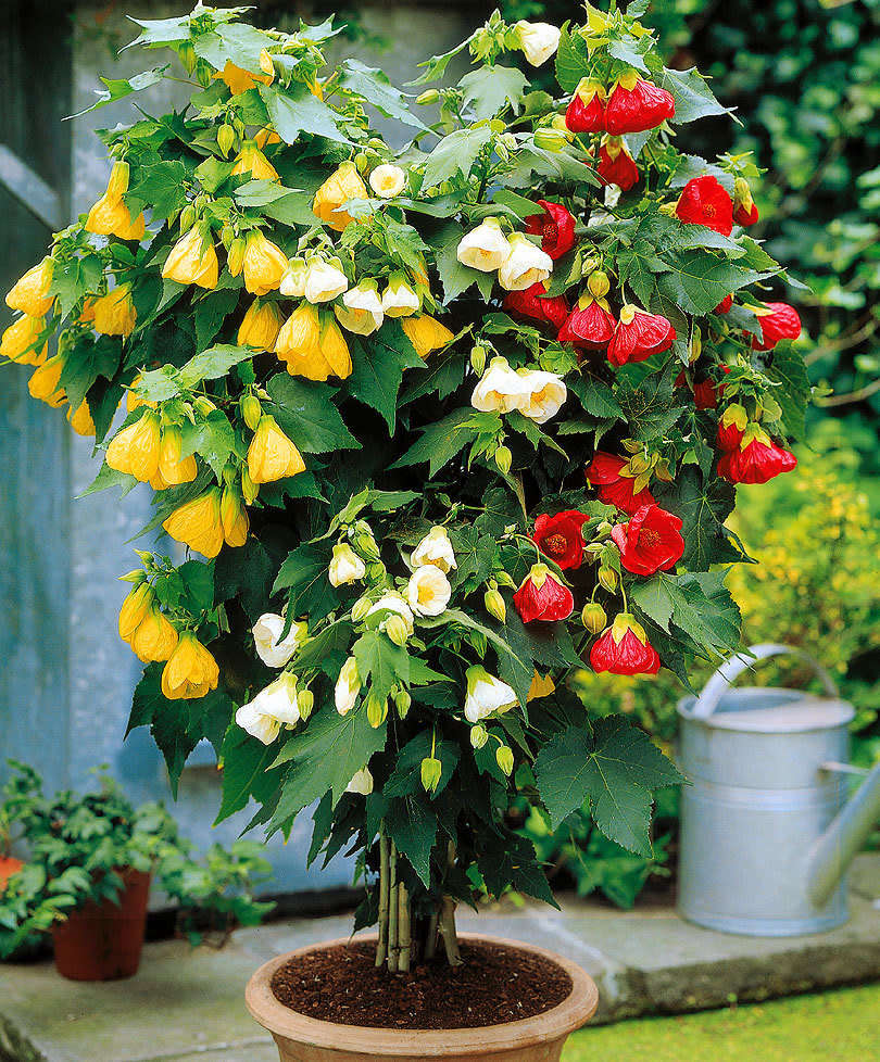 ABUTILON / CHINESE LANTERN  - MIXED COLOURS -  medicinal - 30 SEEDS