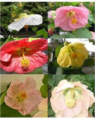 ABUTILON / CHINESE LANTERN  - MIXED COLOURS -  medicinal - 30 SEEDS