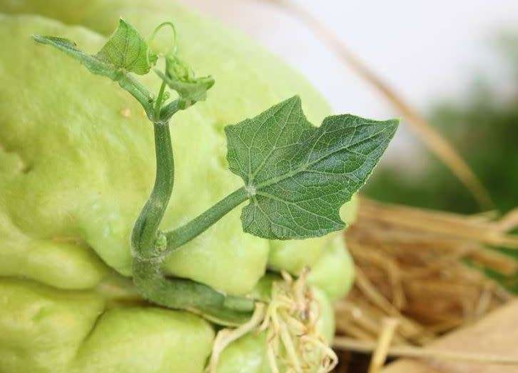 CHAYOTE/CHOKO/SHU-SHU `Sechium Edule` - 1 x live sprouted (seedling/bulb)  PROTECTIVELY SHIPPED