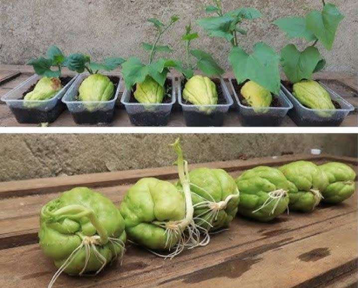 CHAYOTE/CHOKO/SHU-SHU `Sechium Edule` - 1 x live sprouted (seedling/bulb)  PROTECTIVELY SHIPPED