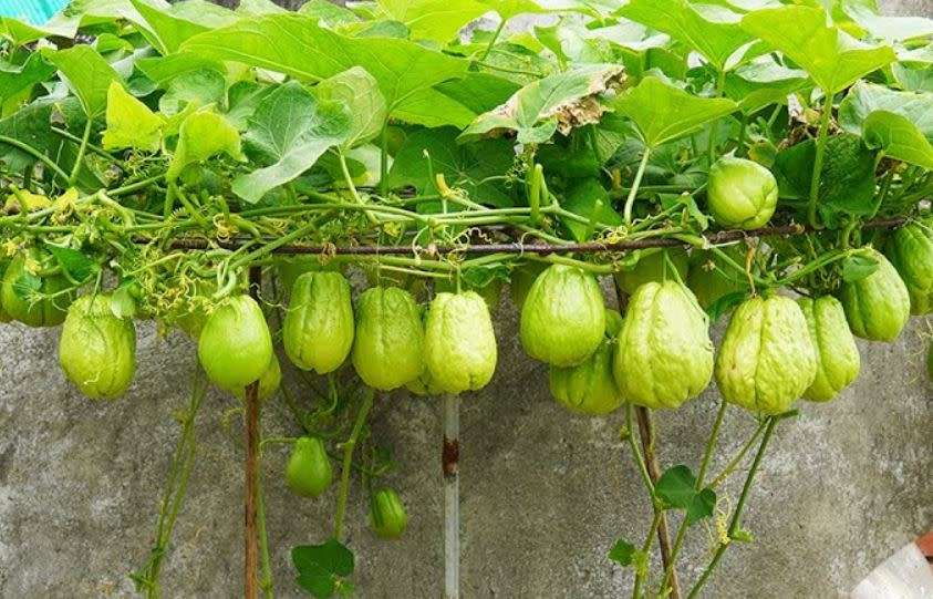 CHAYOTE/CHOKO/SHU-SHU `Sechium Edule` - 1 x live sprouted (seedling/bulb)  PROTECTIVELY SHIPPED