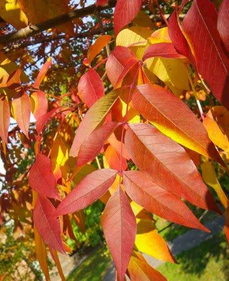 JAPANESE ASH TREE - Fraxinus lanuginosa  30 SEEDS