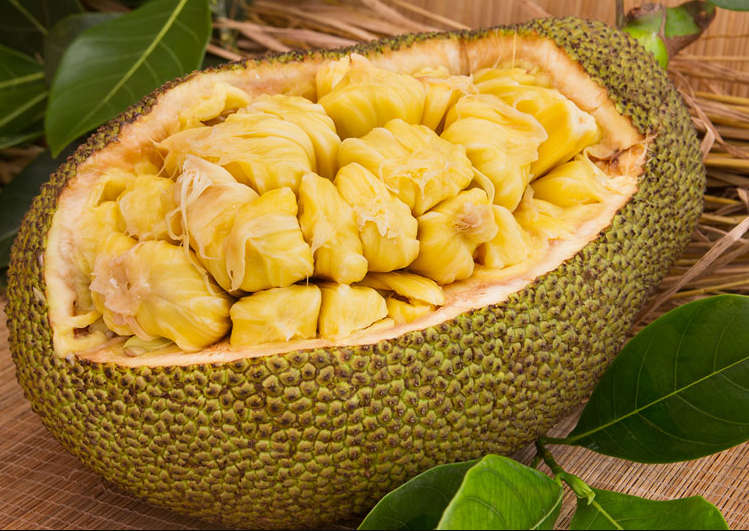 JACKFRUIT / JACA / KANUN /JACK FRUIT  -  Artocarpus heterophyllus  -  5 SEEDS  exotic fruit