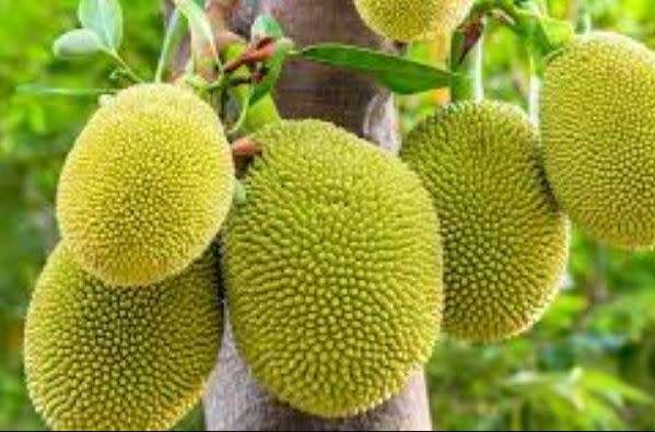 JACKFRUIT / JACA / KANUN /JACK FRUIT  -  Artocarpus heterophyllus  -  5 SEEDS  exotic fruit
