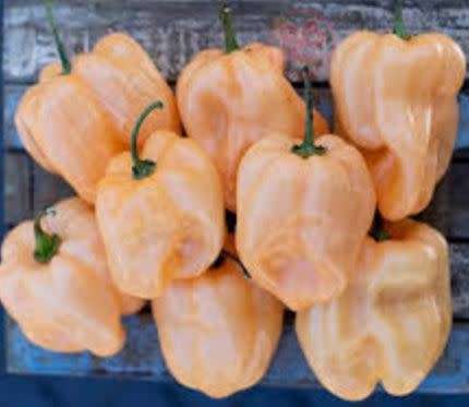 CHILLIES -  PEACH HABANERO  ( 10 SEEDS )