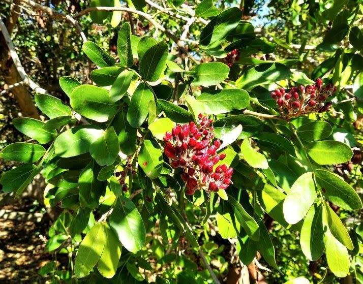 WEEPING BOER-BEAN / CRYING TREE - SCHOTIA BRACHYPETALA - 5 SEEDS