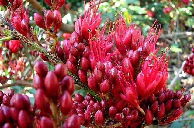 WEEPING BOER-BEAN / CRYING TREE - SCHOTIA BRACHYPETALA - 5 SEEDS