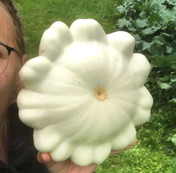 Giant Patty Pan / White Scallop Summer Squash -  Heirloom  -  5  Seeds