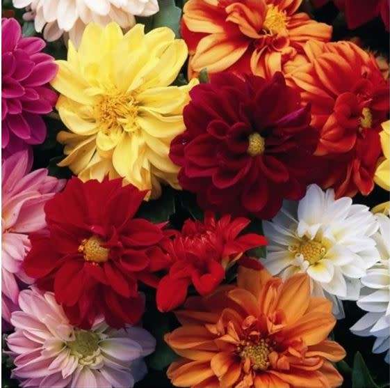 DAHLIA DOUBLE FLOWER MIX - 15 SEEDS - edible fowers