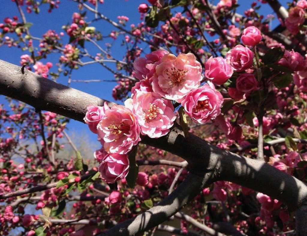 CORALBURST CRAB APPLE  ` Malus Coralcore`   - 2 SEEDS  exotic fruit